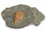 Orange Trinucleid Trilobite (Declivolithus) - Mecissi, Morocco #372450-1